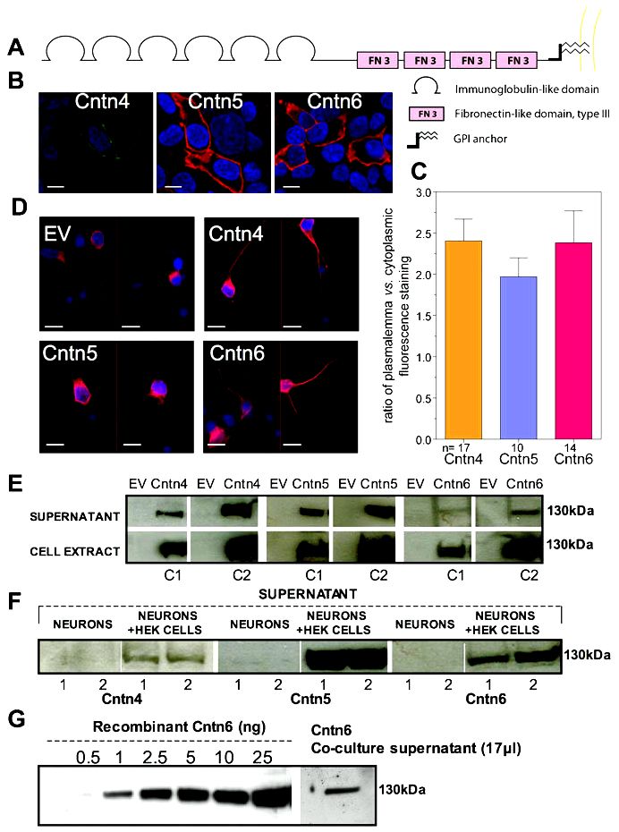 A brand new co-culture way of identifying synaptic adhesion molecules involved with synapse formation other important physiology