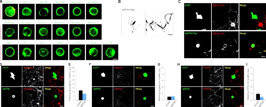 A brand new co-culture way of identifying synaptic adhesion molecules involved with synapse formation neurons with the discharge of