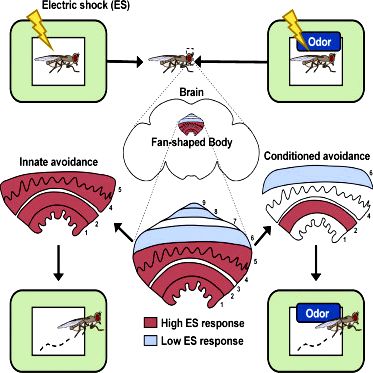 First direct evidence for synaptic plasticity in fruit fly brain -- sciencedaily the Uehara Memorial
