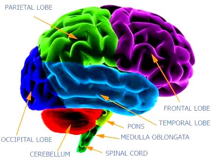 Insidewithin all the mind: unraveling dense systems within the cerebral cortex  systems is shared by major