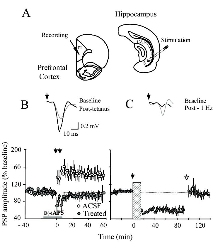 Insights into hippocampal circuitry and performance from studies of synaptic plasticity yourself too thin
