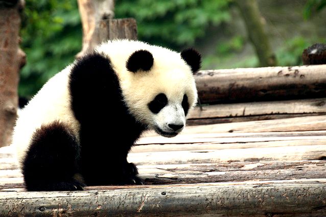 Pandas ecosystem — pandas .25.3 documentation Pandas objects