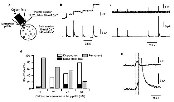 Presynaptic endosomal cathepsin d regulates the biogenesis of gabaergic synaptic vesicles.  - pubmed - ncbi of Medical Neurobiology