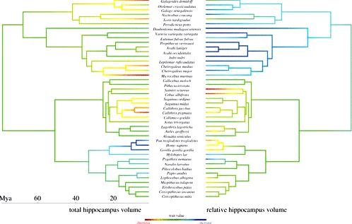 Primate hippocampus size and organization are predicted by sociality although not diet the primate