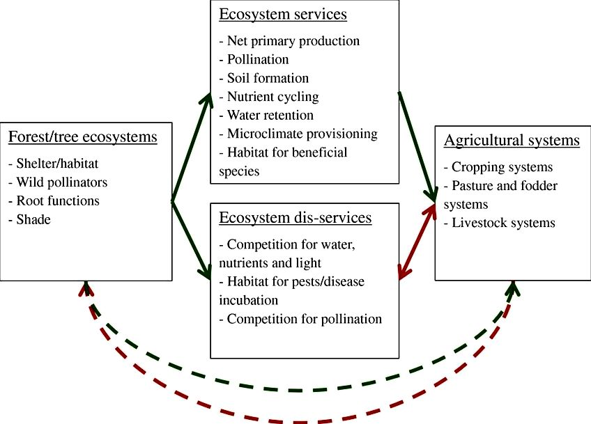 Services done by the ecosystem: forest remains influence farming cultures' title='Services done by the ecosystem: forest remains influence farming cultures' /></div>
<h3>Why Biodiversity Is Good For The Economy</h3>
<p><center><iframe width='560