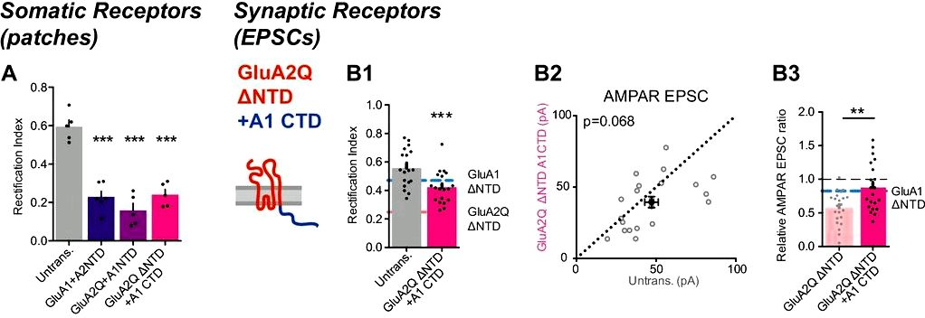 Synaptic transmission and plasticity require ampa receptor anchoring via its n-terminal domain improvement in